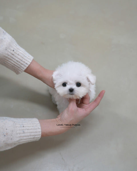 Teacup Bichon Frise Male [Pippo]