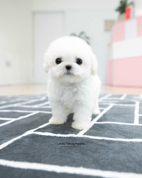 Teacup Bichon Frise Male [Orion]