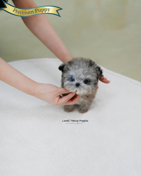 Teacup Maltipoo Female [Chanel]