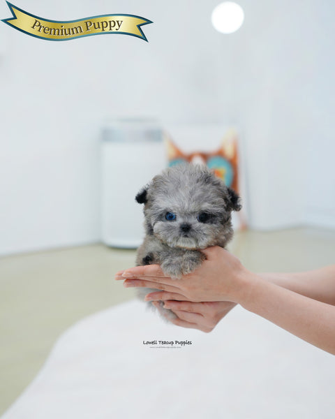 Teacup Maltipoo Female [Chanel]
