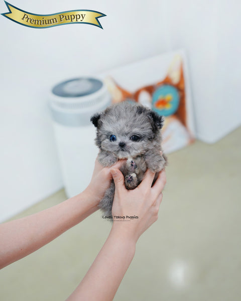 Teacup Maltipoo Female [Chanel]