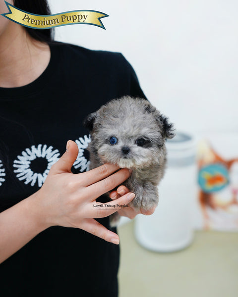 Teacup Maltipoo Female [Chanel]