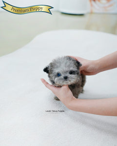 Teacup Maltipoo Female [Chanel]