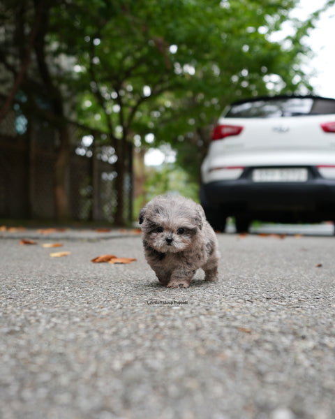 Teacup Poodle Male [Ollie]