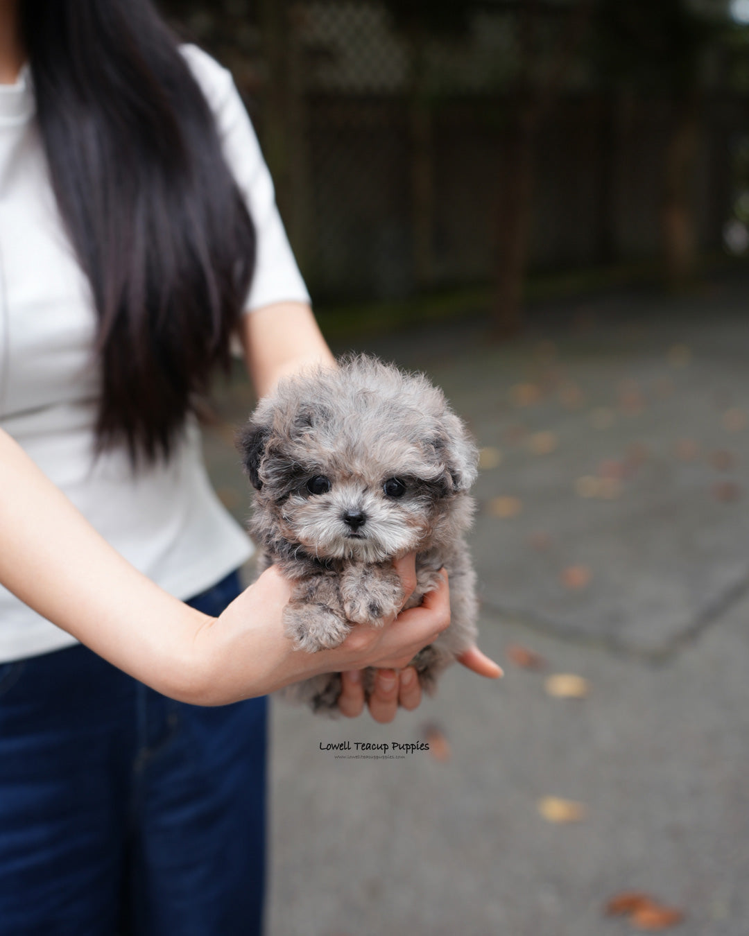 Teacup Poodle Male [Ollie]