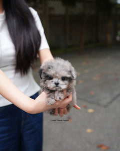 Teacup Poodle Male [Ollie]