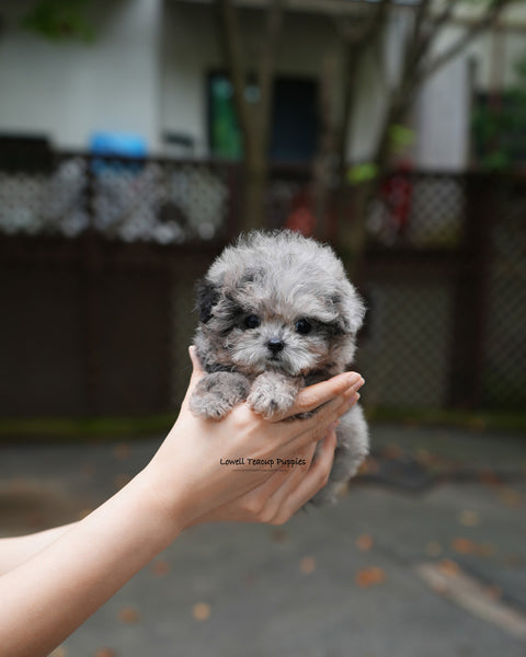 Teacup Poodle Male [Ollie]