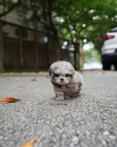 Teacup Poodle Male [Ollie]
