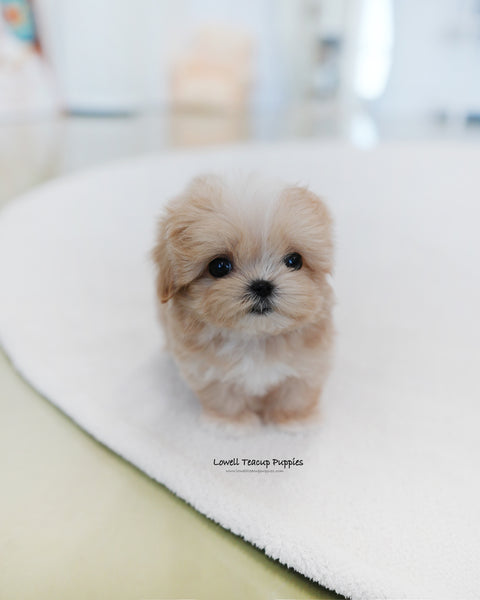 Teacup Maltipoo Male [Latte]