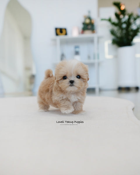 Teacup Maltipoo Male [Latte]
