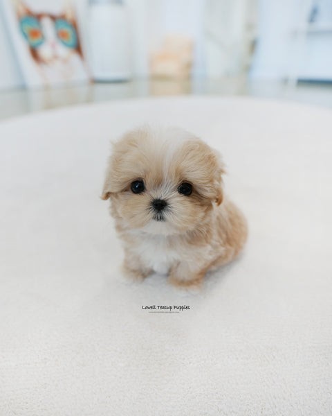 Teacup Maltipoo Male [Latte]