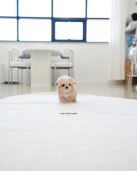 Teacup Maltipoo Male [Latte]