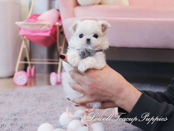 Teacup Maltese Female [Angel] - Lowell Teacup Puppies inc
