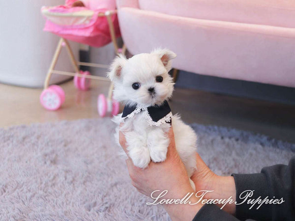 Teacup Maltese Female [Angel] - Lowell Teacup Puppies inc