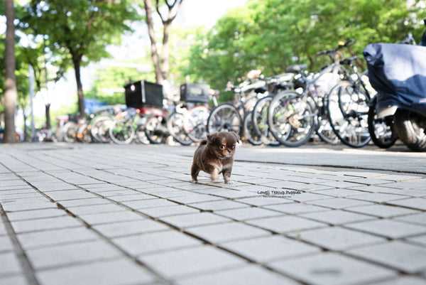 Teacup Chihuahua Male [Kenzo] - Lowell Teacup Puppies inc