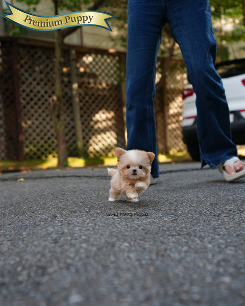 Teacup Maltipoo Male [Cole]