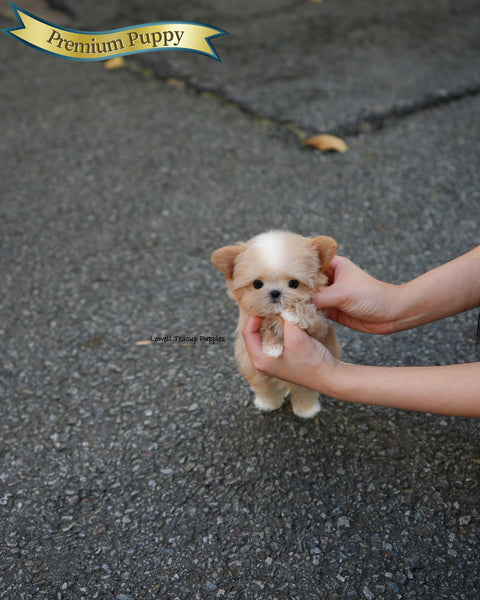 Teacup Maltipoo Male [Cole]