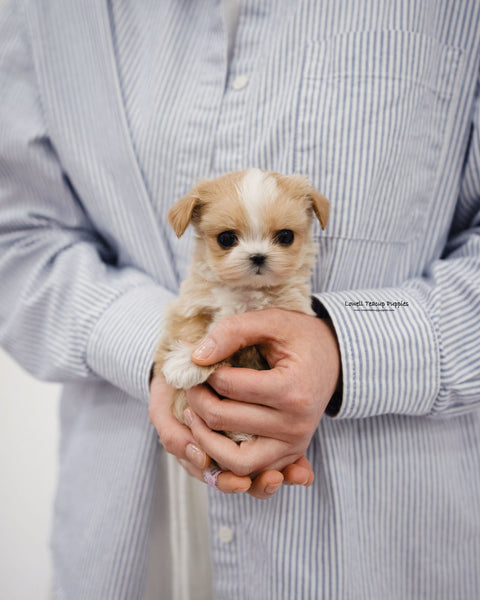 Teacup Maltipoo Female [Carina]
