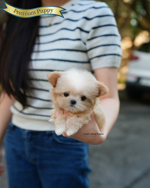 Teacup Maltipoo Male [Cole]