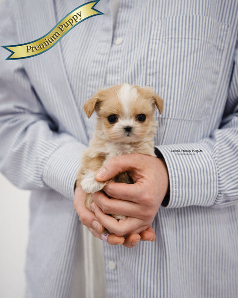 Teacup Maltipoo Female [Carina]