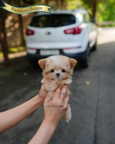 Teacup Maltipoo Male [Cole]