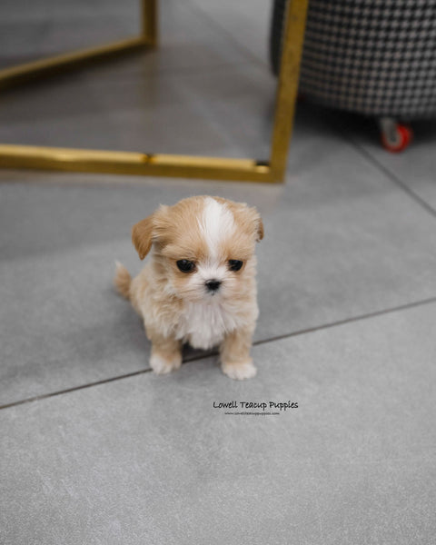 Teacup Maltipoo Female [Carina]