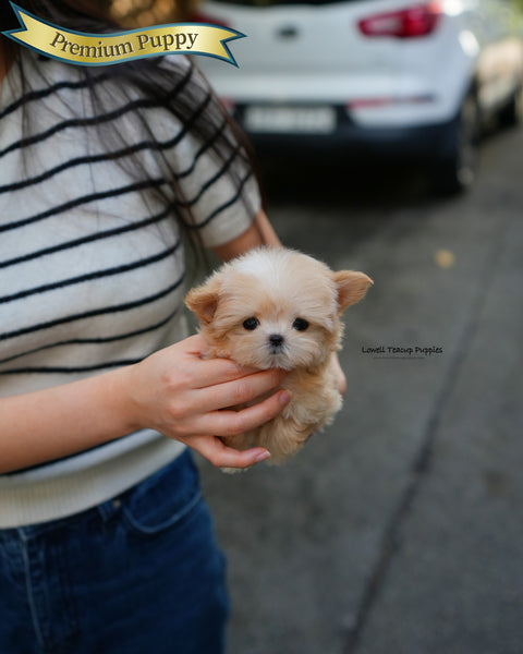 Teacup Maltipoo Male [Cole]