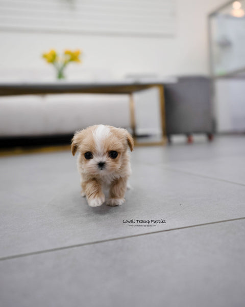 Teacup Maltipoo Female [Carina]