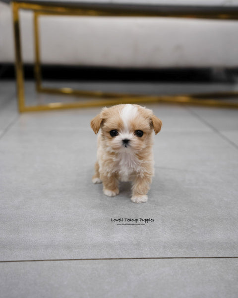 Teacup Maltipoo Female [Carina]