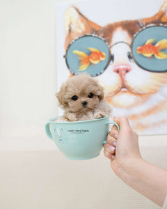 Teacup Maltipoo Female [Ciel]