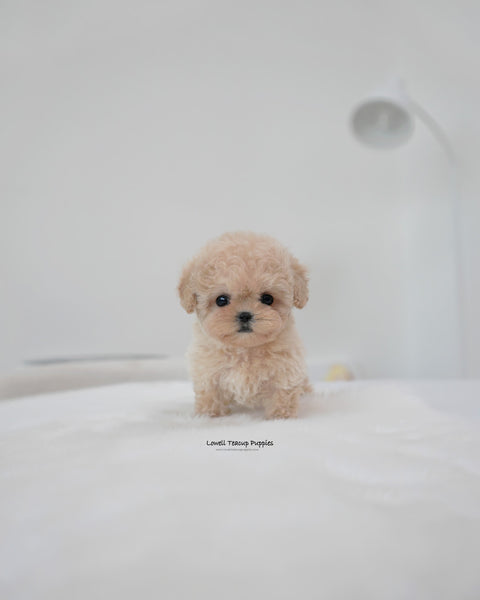 Teacup Maltipoo Female [Rina]