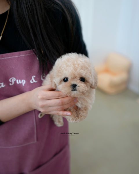 Teacup Maltipoo Female [Rina]