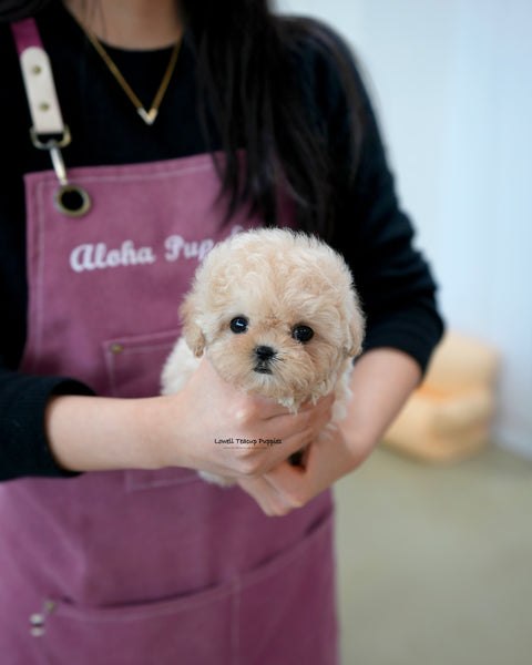 Teacup Maltipoo Female [Rina]