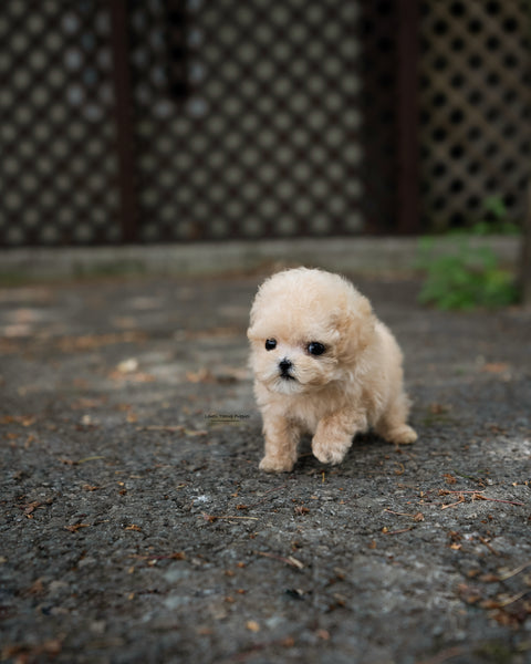 Teacup Poodle Male [Arlo]