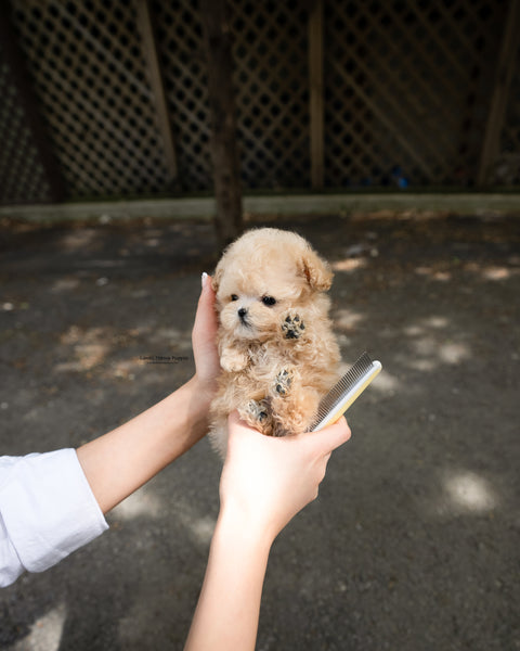 Teacup Poodle Male [Arlo]