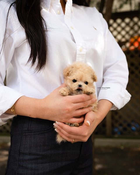 Teacup Poodle Male [Arlo]