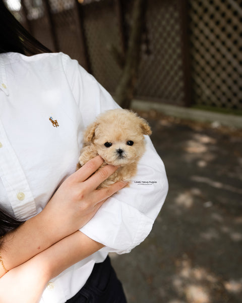 Teacup Poodle Male [Arlo]