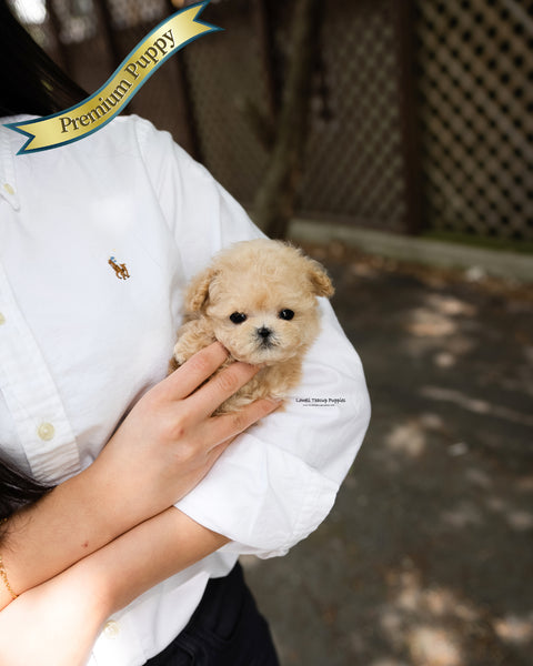 Teacup Poodle Male [Arlo]