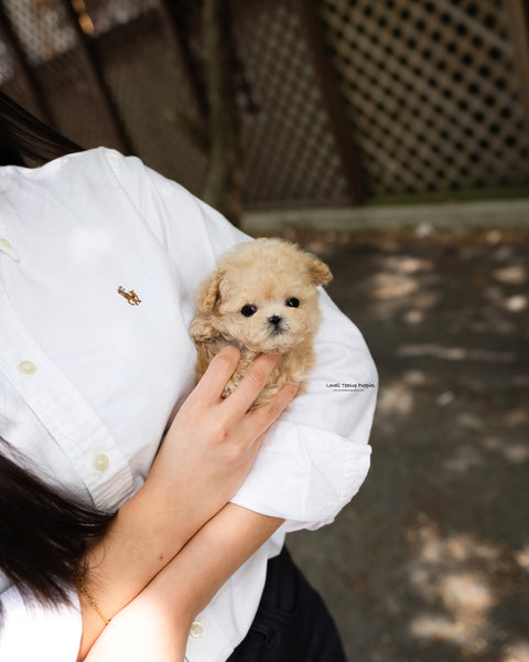 Teacup Poodle Male [Arlo]