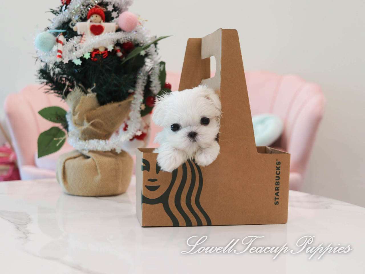 Teacup Maltese Male [Louis] - Lowell Teacup Puppies inc