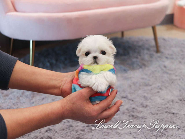 Teacup Maltese Male [Louis] - Lowell Teacup Puppies inc