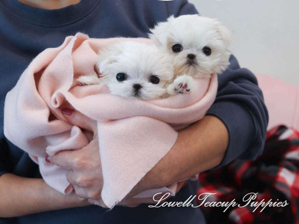 Teacup Maltese Male [Louis] - Lowell Teacup Puppies inc