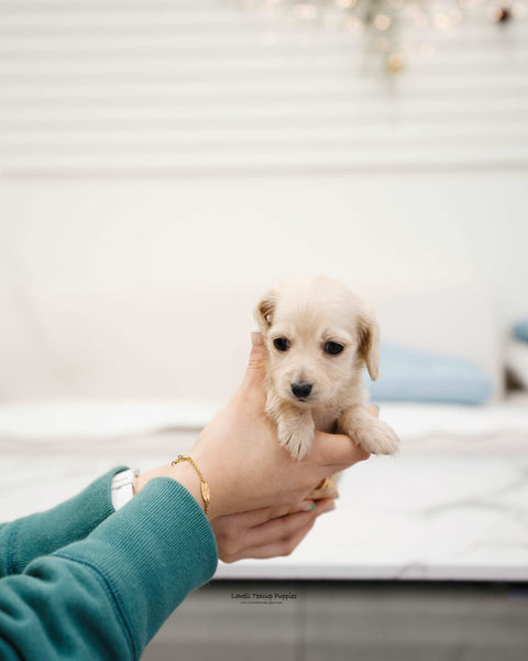 Mini Dachshund Female [Michelle] - Lowell Teacup Puppies inc