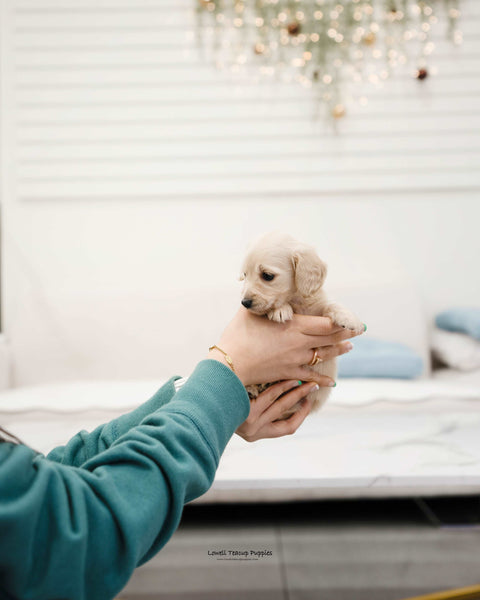 Mini Dachshund Female [Michelle] - Lowell Teacup Puppies inc