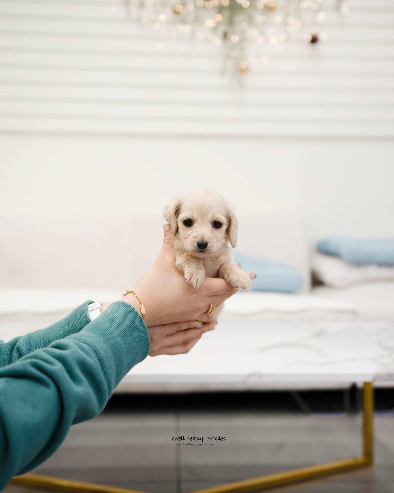 Mini Dachshund Female [Michelle] - Lowell Teacup Puppies inc