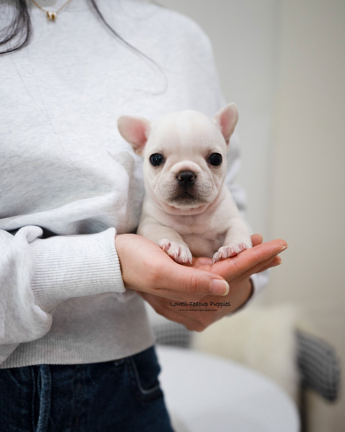 Mini French bulldog Female [Bay]