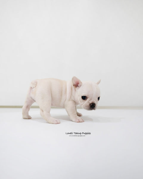 Mini French bulldog Female [Bay]