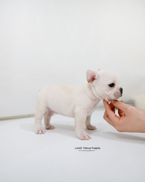 Mini French bulldog Female [Bay]