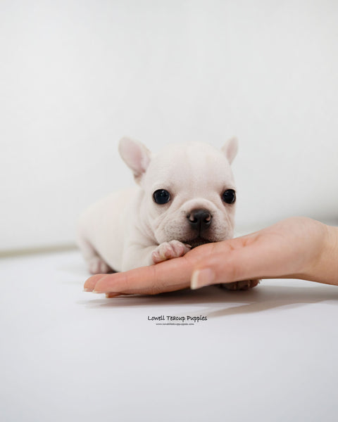 Mini French bulldog Female [Bay]