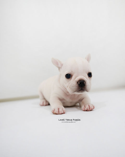 Mini French bulldog Female [Bay]